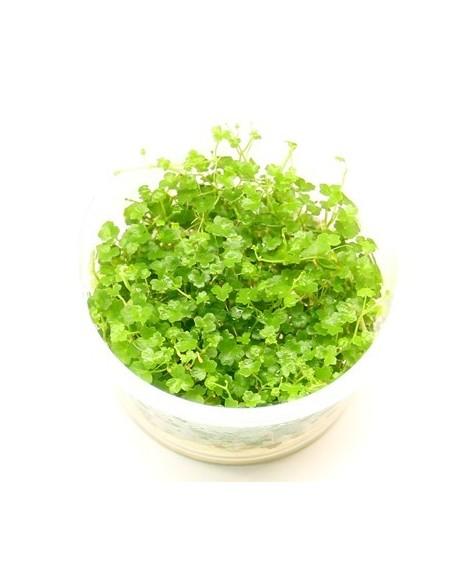 Hydrocotyle tripartita 'Mini' - In vitro  - 1