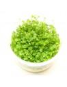 Hydrocotyle tripartita 'Mini' - In vitro  - 1