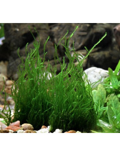 Taxiphyllum sp. 'Flame' - In Vitro Cup  - 2