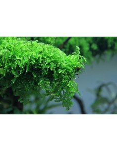 Vesicularia ferriei 'Weeping' - In Vitro Cup  - 2