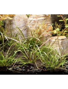 Helanthium tenellum 'Red' - In vitro Dennerle plants - 1