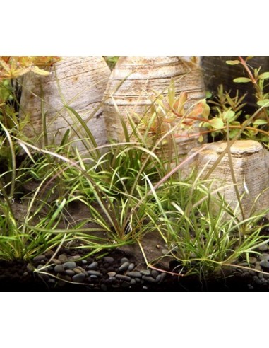 Helanthium tenellum 'Red' - In vitro Dennerle plants - 1
