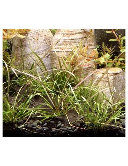 Helanthium tenellum 'Red' - In vitro Dennerle plants - 1