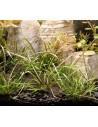 Helanthium tenellum 'Red' - In vitro Dennerle plants - 1
