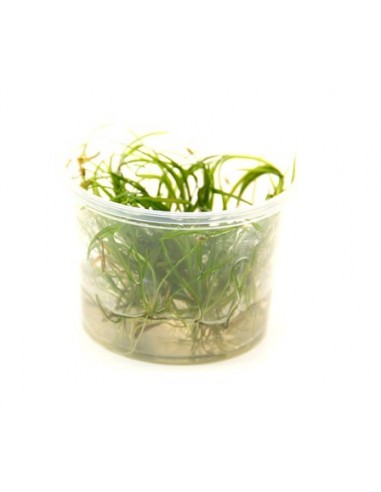 Helanthium tenellum 'Red' - In vitro Dennerle plants - 2