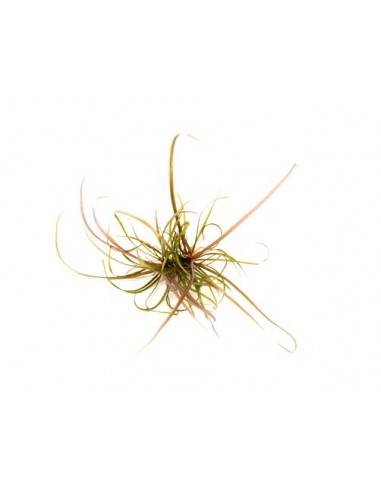Helanthium tenellum 'Red' - In vitro Dennerle plants - 3