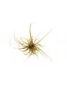 Helanthium tenellum 'Red' - In vitro Dennerle plants - 3