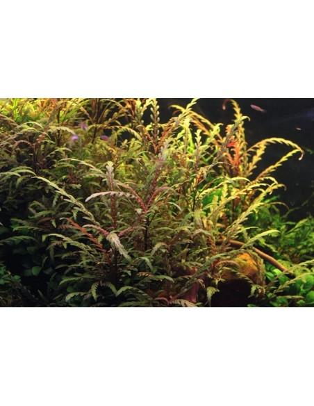 Hygrophila pinnatifida  - 3