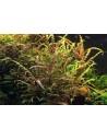 Hygrophila pinnatifida  - 3
