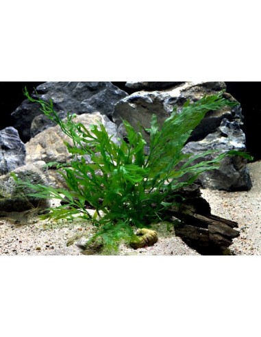 Bolbitis heudelotii  - 3