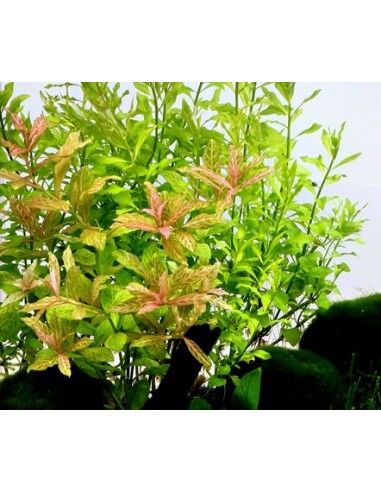 Hygrophila polysperma  Rosanervig  - 2