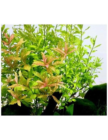 Hygrophila polysperma  Rosanervig  - 2