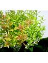 Hygrophila polysperma  Rosanervig  - 2
