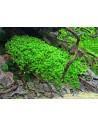 Micranthemum species 'Monte Carlo'  - 2