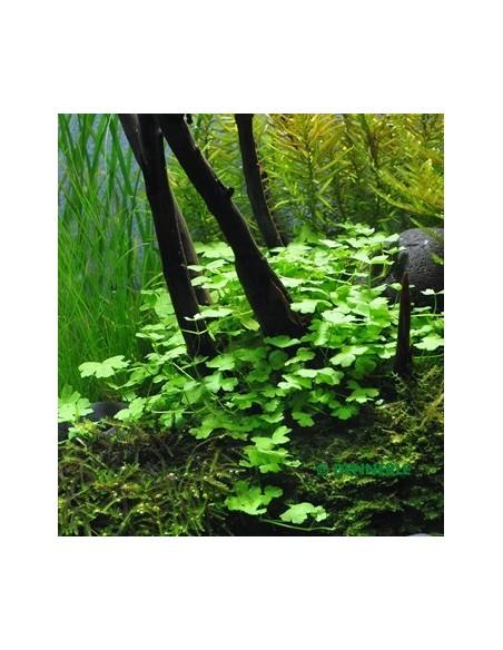 Hydrocotyle cf. tripartita  - 2