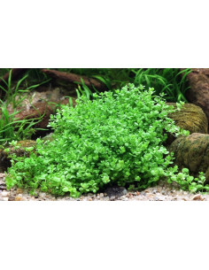 Hemianthus callitrichoides  - 3