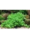 Hemianthus callitrichoides  - 3