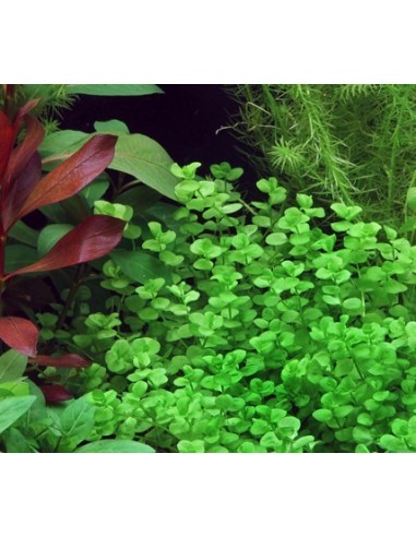 Micranthemum umbrosum  - 2