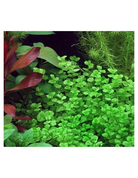 Micranthemum umbrosum  - 2