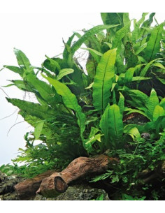 Microsorum pteropus  - 3
