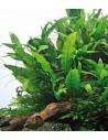Microsorum pteropus  - 3