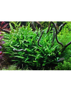 Microsorum pteropus 'Petit'  - 2