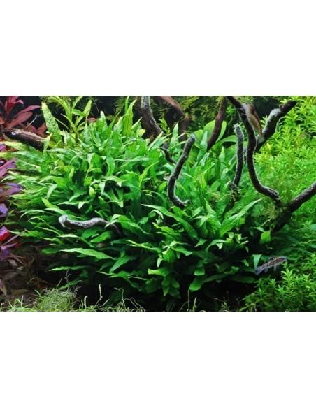 Microsorum pteropus 'Petit'  - 2