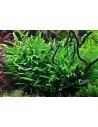 Microsorum pteropus 'Petit'  - 2