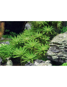 Pogostemon helferi  - 3