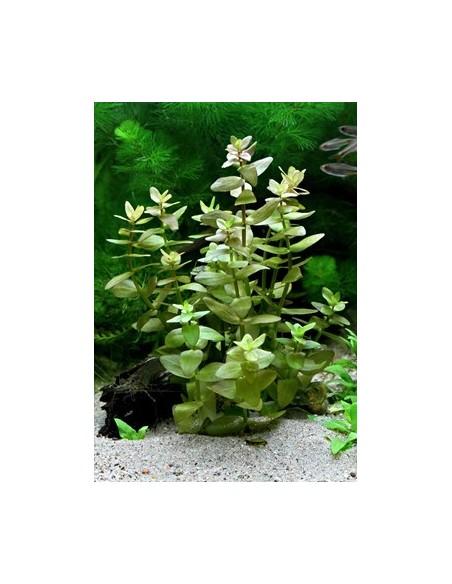 Bacopa caroliniana (amplexicaulis)  - 2