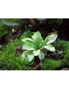 Anubias nana pinto  - 2