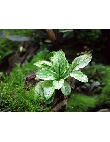Anubias nana pinto  - 2