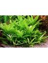 Hygrophila corymbosa 'Stricta'  - 2