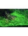 Glossostigma elatinoides  - 2