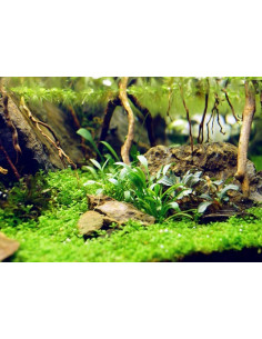 Cryptocoryne parva  - 2