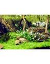 Cryptocoryne parva  - 2