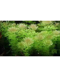 Limnophila heterophylla  - 3