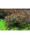 Ludwigia arcuata  - 2