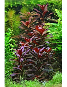 Ludwigia glandulosa  - 2