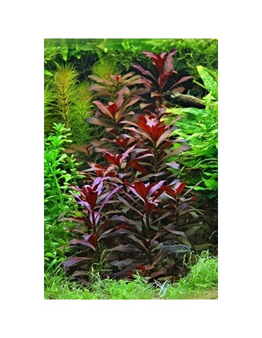 Ludwigia glandulosa  - 2