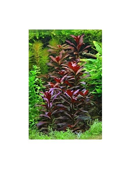 Ludwigia glandulosa  - 2