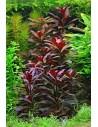 Ludwigia glandulosa  - 2