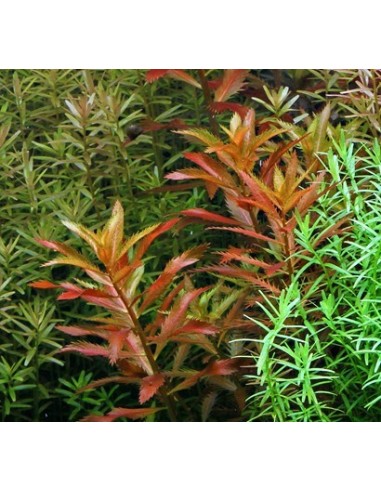 Proserpinaca palustris  - 3