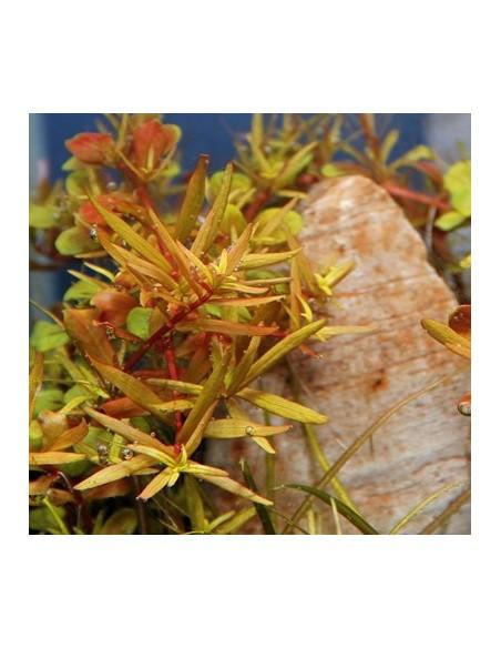 Rotala rotundifolia 'H'ra'  - 2