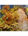 Rotala rotundifolia 'H'ra'  - 2