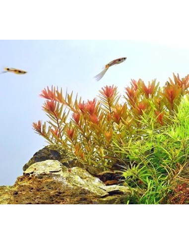 Rotala rotundifolia 'Orange Juice'  - 2
