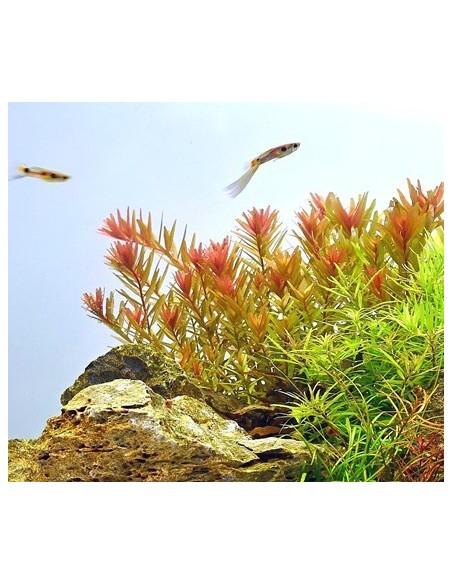 Rotala rotundifolia 'Orange Juice'  - 2