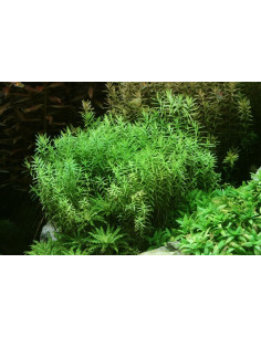 Rotala species 'Green'  - 2