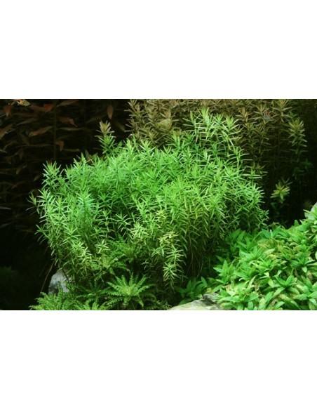 Rotala species 'Green'  - 2