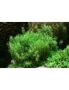 Rotala species 'Green'  - 2
